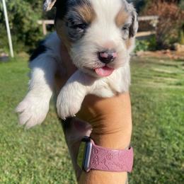Mint Chip - Blue merle male Miniature Australian Shepherd puppy in Sonora, California from Quarle Ranch Mini Aussies