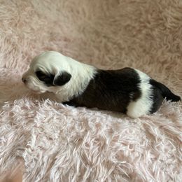 Sheepadoodle Puppies from Wiggles & Woofs of Oklahoma