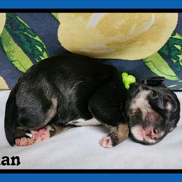 Nolan - Black and silver male Miniature Schnauzer puppy in Lebanon, Missouri from Cedar Glades Canines