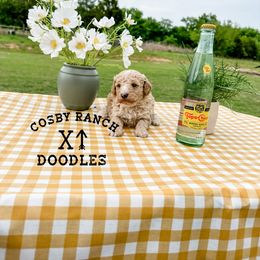 Girl 1 - Goldendoodle puppy in Newcastle, Oklahoma from Cosby Ranch Doodles