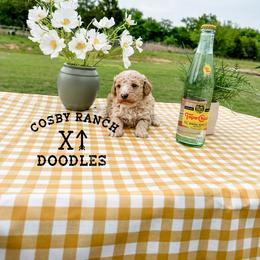 Girl 1 - Goldendoodle puppy in Newcastle, Oklahoma from Cosby Ranch Doodles