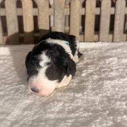 Twix - Tri-color female Bernedoodle puppy in Luana, Iowa from Country View Bernedoodles and Goldendoodles