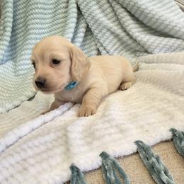 Cashew - Cream male Dachshund puppy in Mc Donough, Georgia from Hot Diggity Doxies