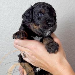 Black Berry - Phantom male Goldendoodle puppy in Murrieta, California from Apricot Poodles & Goldendoodles, LLC