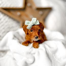 Sarabi - Red  female Goldendoodle puppy in Springville, Utah from Happy Doodle