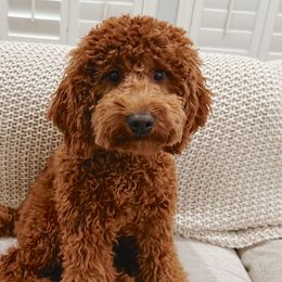 Goldendoodles from Poshpaw Goldendoodles