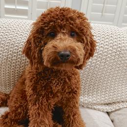 Goldendoodles from Poshpaw Goldendoodles