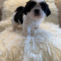 AKC Zuri - Black and white female Shih Tzu puppy in Long Beach, California from Prieto Shih-Tzu's