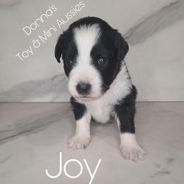 Joy - Black tri female Toy Australian Shepherd puppy in Bethany, Oklahoma from Donna's Toy & Mini Aussies