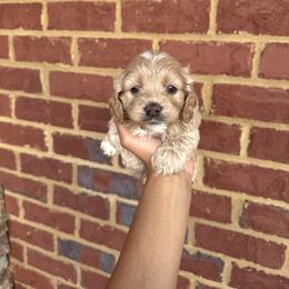 Saint - Red and white male Cockapoo puppy in Mobile, Alabama from Ace of Spades Yorkies