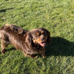 Latte - Cavalier King Charles Spaniel