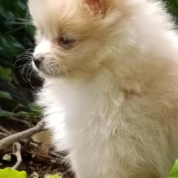 Pomeranians from Pompommom's Pomeranians