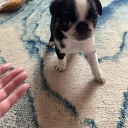 Pug Puppies from Jamie's Rainbow Pugs