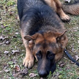 Thor - German Shepherd puppy in Tennessee from Smoky Mountain German Shepherds