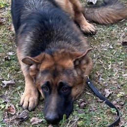 Thor - German Shepherd puppy in Tennessee from Smoky Mountain German Shepherds