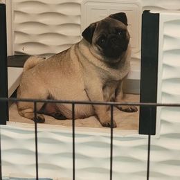 Posy - Pug