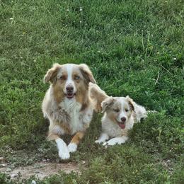 Legolas - Red merle male Australian Shepherd puppy in Powell, Wyoming from Waterworth Australian Shepherds