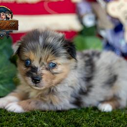 King - Blue merle male Miniature American Shepherd puppy in Granbury, Texas from Best Little Aussies