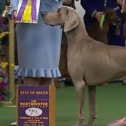 Pumik and Weimaraners from Silhouette Weims & Pumi