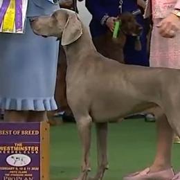 Pumik and Weimaraners from Silhouette Weims & Pumi