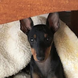 Marty - Manchester Terrier