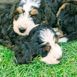 Bernedoodle puppies from Natural Doodle Life