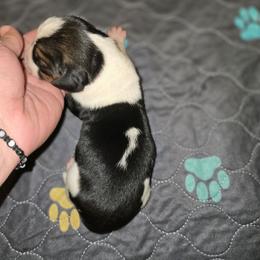 Dopey - Black white and tan male Basset Hound puppy in Valley, Washington from Enchanted Valley Paws