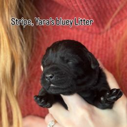 Stripe - Black male Labrador Retriever puppy in Owosso, Michigan from Bennington Retrievers