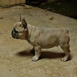 French Bulldog Puppies from ANE French Bulldogs