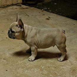 French Bulldog Puppies from ANE French Bulldogs