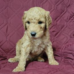 Lolipop - Red  female Goldendoodle puppy in Blountsville, Alabama from Southern Charm Goldendoodles