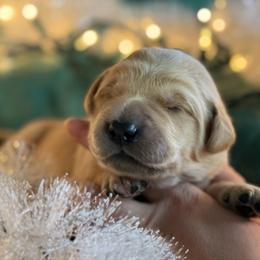 First Pick Male - Golden male Golden Retriever puppy in De Beque, Colorado from The Wildfire Ranch