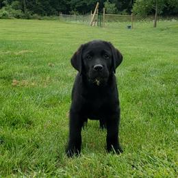 Labrador Retriever Puppies from Ganderwood