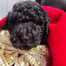 G3 - Black phantom female Aussiedoodle puppy in Silsbee, Texas from Jeanah's Pups