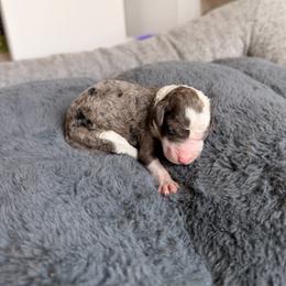 Rosalina - Blue merle female Aussiedoodle puppy in Jacksonville, Florida from Lolo’s Aussiedoodle