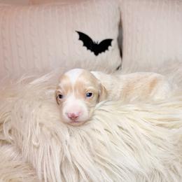 Bellatrix - Cream female Dachshund puppy in Washburn, Tennessee from Clinch Mountain Dachshunds