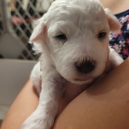 Bichon Frise and Cavalier King Charles Spaniel Puppies from Beloved Bichons & Cavaliers