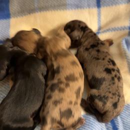 Boy - Black and tan male Dachshund puppy in Sumrall, Mississippi from JP’s Dachshunds