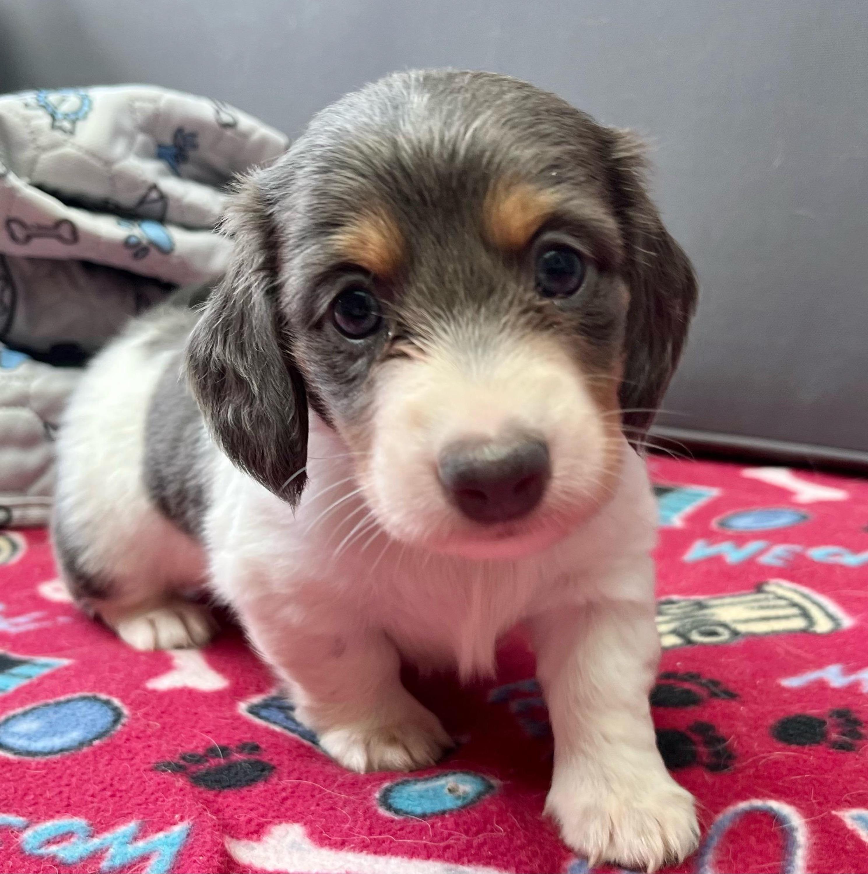 Indigo - Gray (blue) and cream male Dachshund puppy in Massachusetts from Honey Bee Dachshunds