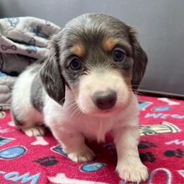 Indigo - Gray (blue) and cream male Dachshund puppy in Massachusetts from Honey Bee Dachshunds