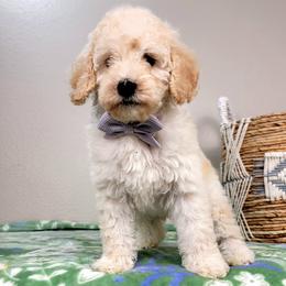 Ophelia - Cream female Goldendoodle puppy in Temecula, California from Oodles O'Doodles