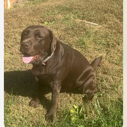 Hershey - Labrador Retriever