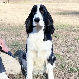 Panda - English Springer Spaniel