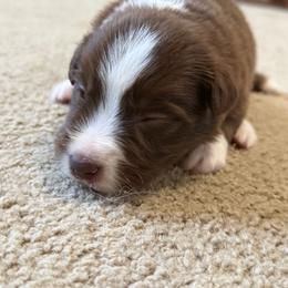 Umbreon - Chocolate male Border Collie puppy in Hephzibah, Georgia from Astoria Border Collies