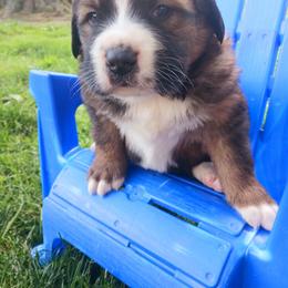 Companion Cross and Saint Bernard Puppies from Coleman Saint Bernards of Ohio
