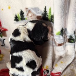 Yukon - Black and white male English Springer Spaniel puppy in Huntingdon, Pennsylvania from Indian Creek Springers and Doxies