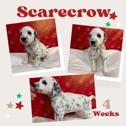 Scarecrow - White and black male Dalmatian puppy in Chehalis, Washington from Dalmatian Vacation