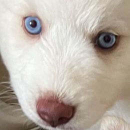 Bella Rose - White female Pomsky puppy in Sacramento, California from 916 Pomskies
