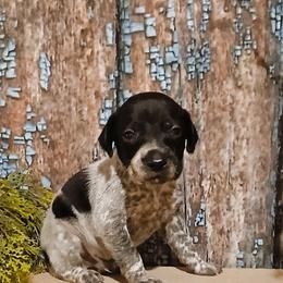 Boy 3 - Black roan male German Shorthaired Pointer puppy in Laporte, Minnesota from Northern Odyssey Gun Dogs