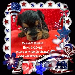 Yorkshire Terrier puppies from Malteseuluv’s Tiny Treasurers